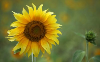 FinFami Satakunta ry:n kesätiedote on ilmestynyt – lue täältä