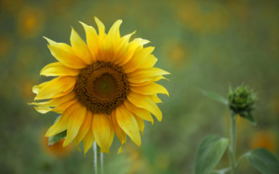 Kesätiedote 2025 on julkaistu!