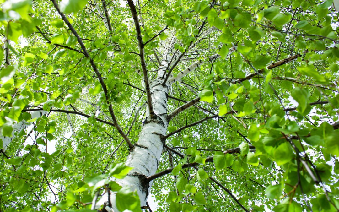 Hyvinvointi-ilta läheisille ja omaishoitajille 17.6.2024